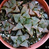 Haworthia asperula (the original one!)  available cultivated outside as in habitat.
